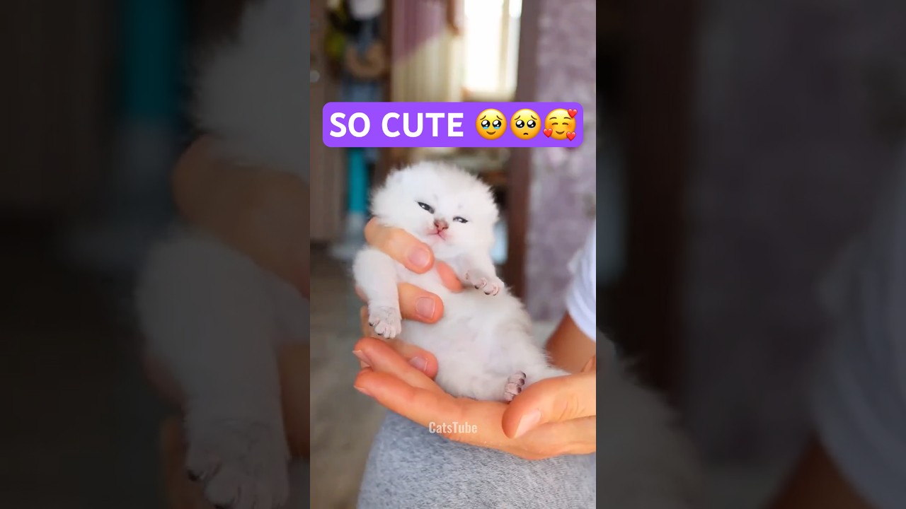 Cutest Baby Cats Meowing Ever! 🐱🥰🥹