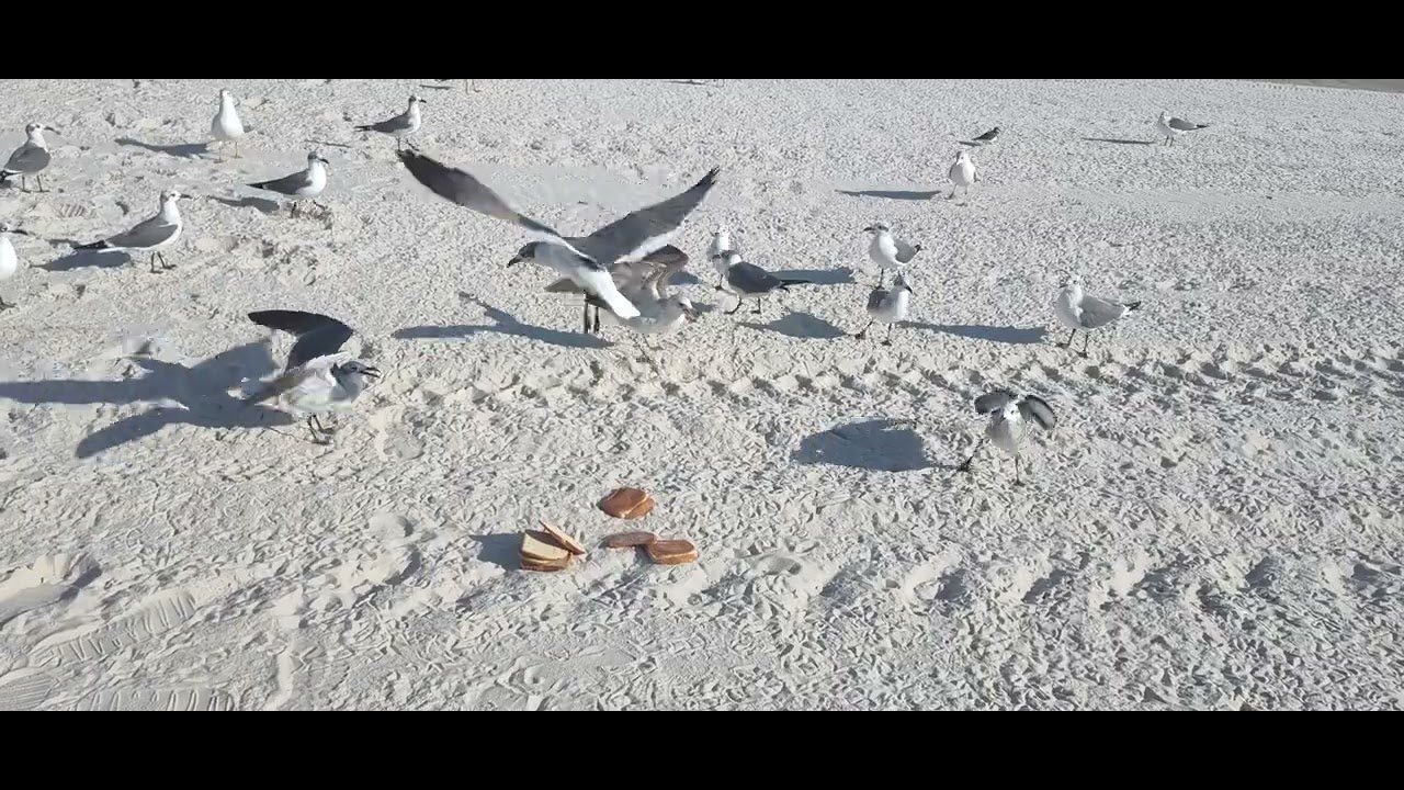 Feeding & chasing the birds