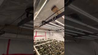 Grow Show Joe Floraflex Gavita Day72 Almost ChopDown RoomA