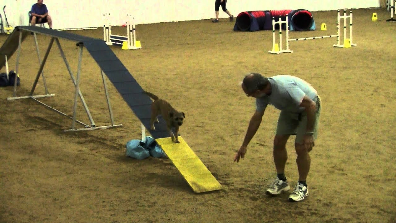 Kiwi at the Weimaraner Agility Open Standard Course on 7/24/11 HiDef