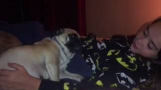 Pregnant Pug Needs Belly Rub