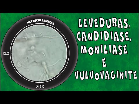 Vídeo: Candida é uma levedura de brotamento?