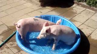 smart pigs play in pool.mpg
