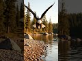How Eagles Hunt | Real Wildlife Documentary 🦅| #naturedocumentary #wildlifeentertainment