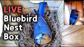 🔴 LIVE Eastern Bluebird Nest Cam - Season 3 - Brood #2