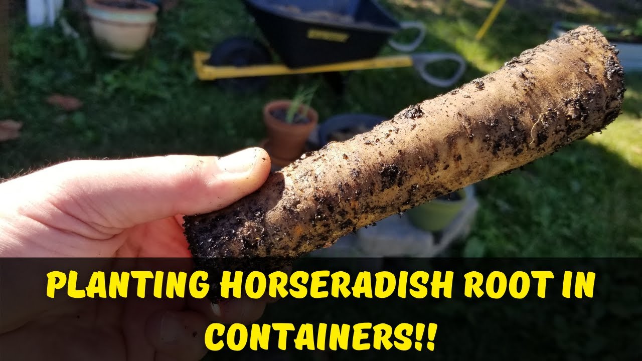 picture How To Grow Horseradish Youtube container gardening planting horseradish root