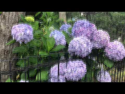 ピアノオリジナル曲　幻想紫陽花