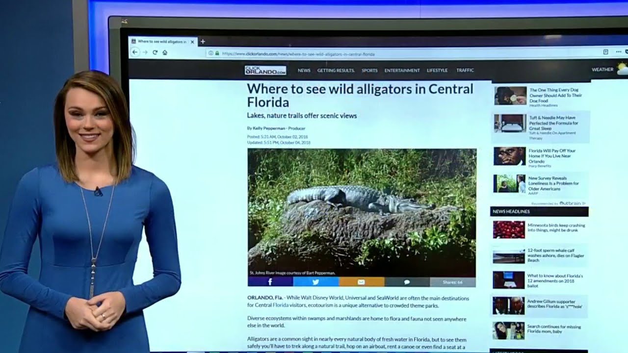 Where to see wild alligators in Central Florida