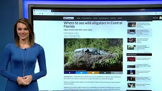 Where to see wild alligators in Central Florida