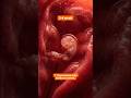 Fetus Development stages every week |Miracle ✨ in womb #pregnancy #baby #fetus #life #fetalmovement