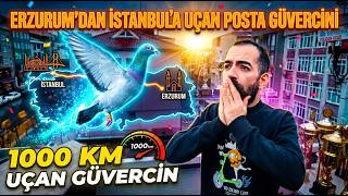 24 SAATTE 1013 KM UÇAN POSTA GÜVERCİNİ!