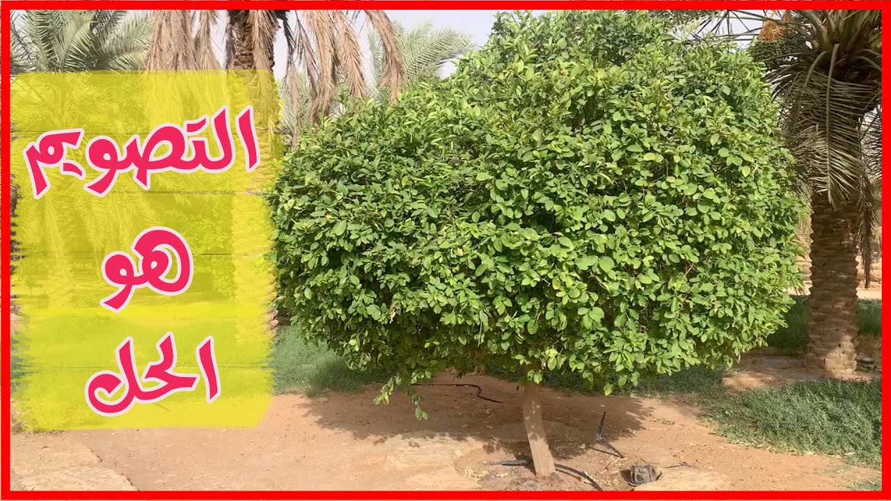 لماذا لاتزهر اشجار الحمضيات ( الموالح ) || السبب والعلاج