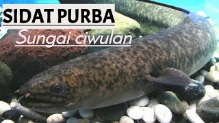 PECAH RECORD ,DETIK DETIK STRIKE SIDAT MONSTER PENGHUNI SUNGAI CIWULAN