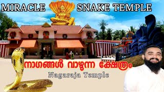 Miracle Nagaraja Temple in Nagercoil നാഗങ്ങൾ വാഴുന്ന നാഗർകോവിലിലെ  നാഗരാജാക്ഷേത്രം