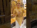 Never do this mistake #education #gold #facts #trendingshorts #bangladesh #fake #news #viral