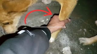 🐶Oh! I Found the FRIENDLIEST and Cute Dog Part 1 | RomeoMovieSeries