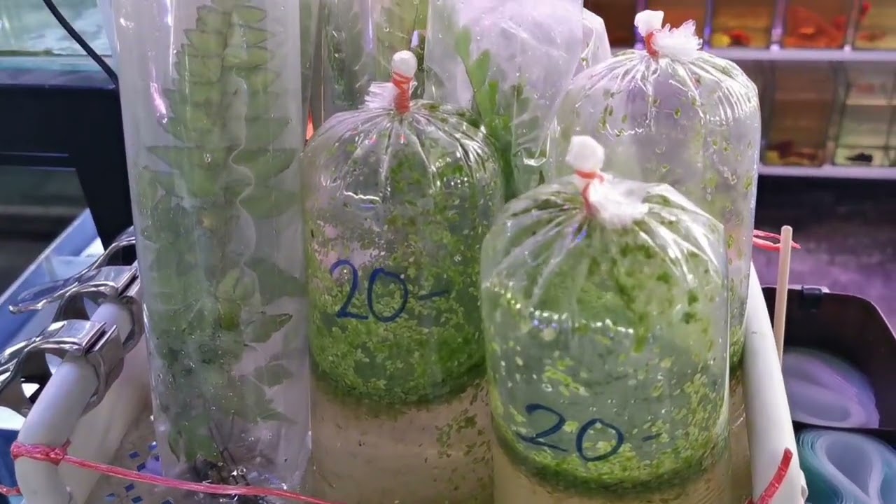 ตลาดปลา​สวยงาม​ Lane A​ (24/02​/2026)​