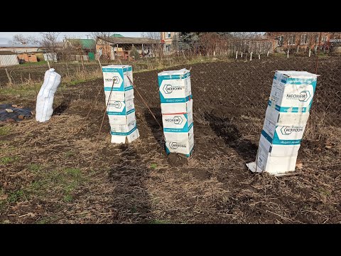 Укрытие инжира на зиму. Какие варианты я использовал.