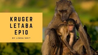 Photographing hippos &amp; elephants from a bird hide at Letaba | Safari Kruger National Park Ep10