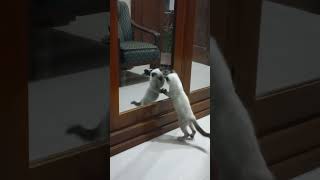 Siamese Kitten infront of mirror