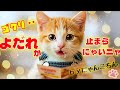 本日、にゃんこちんの『夢』が叶います。