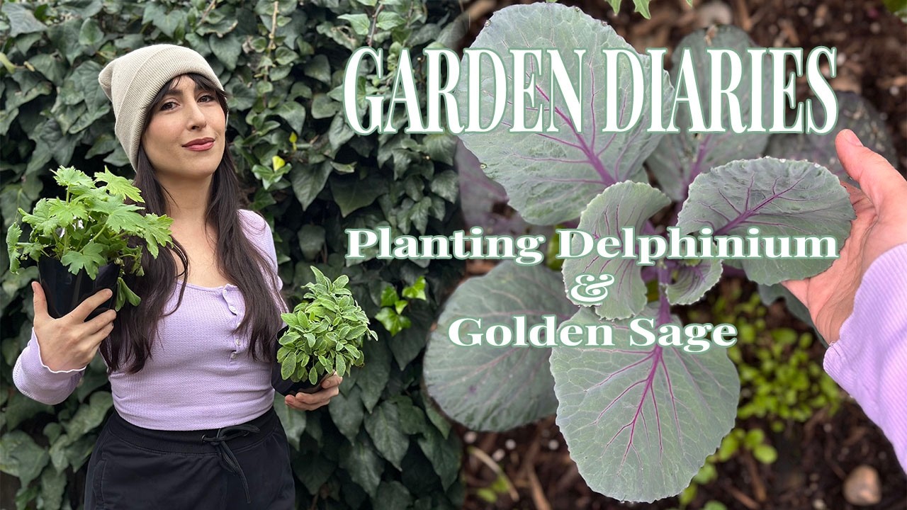 Plant Shopping At My Local Green Acres Nursery | Planting Delphinium & Golden Sage | Garden Updates