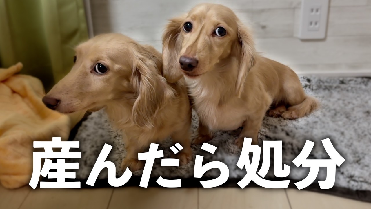 【保護犬】地獄から来たダックス。