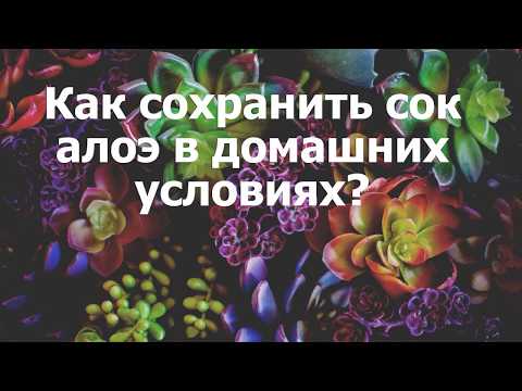 Как заготовить сок алоэ впрок в домашних условиях