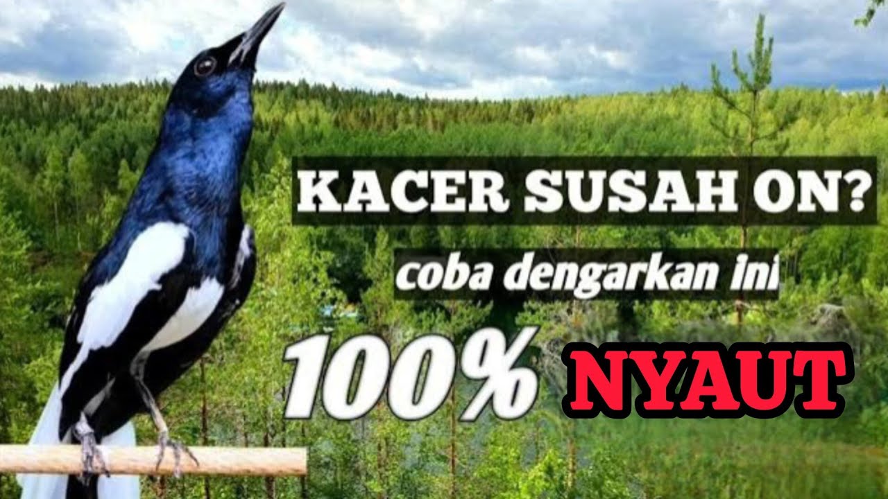 Pancingan Kacer Macet Atau Stres Agar Bunyi Langsung Kembali