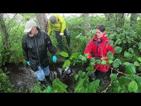 Video: Lisichiton Americano Brillante