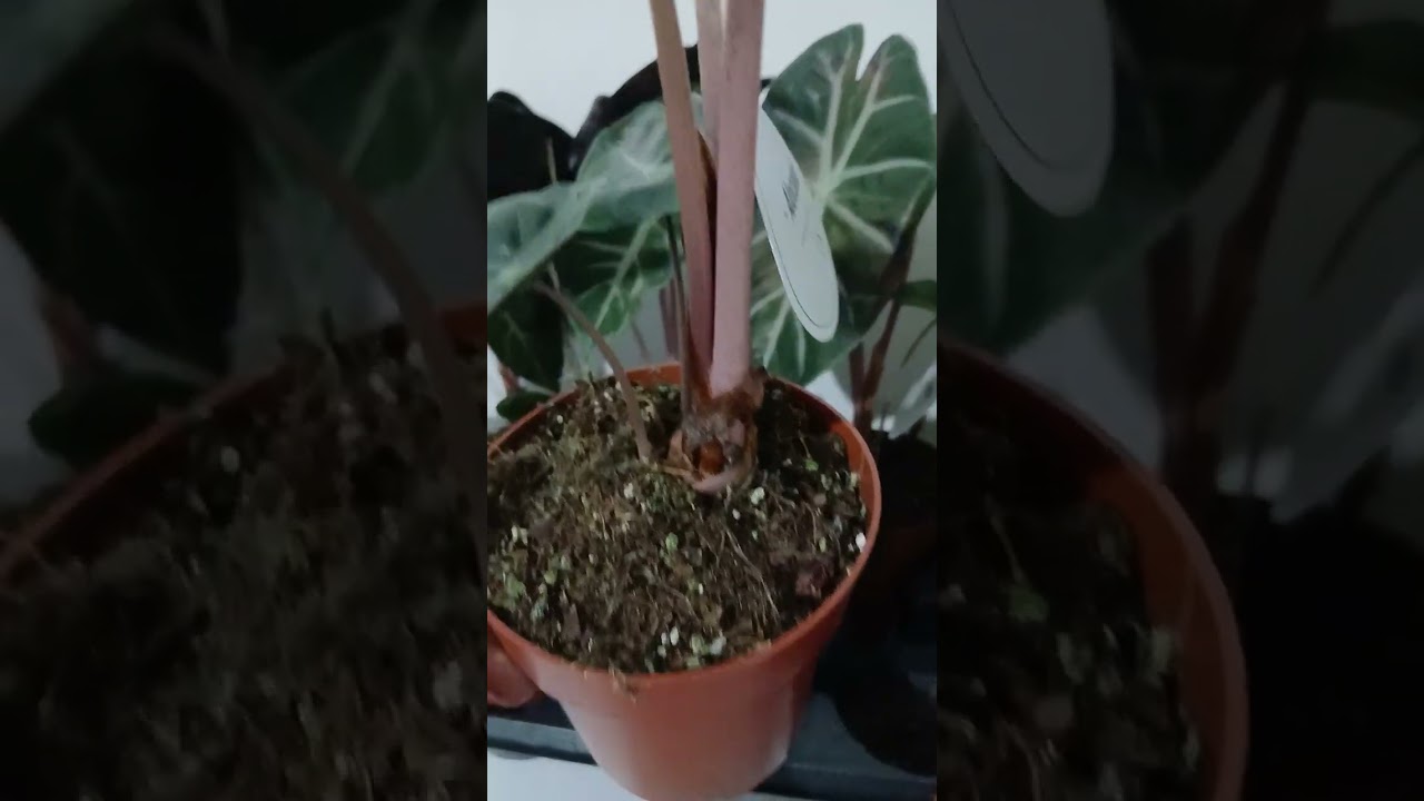 Golland gullarim keldi. Bir biridan ajoyib