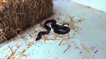 Đỉnh cao nghệ thuật vẽ tranh 3D