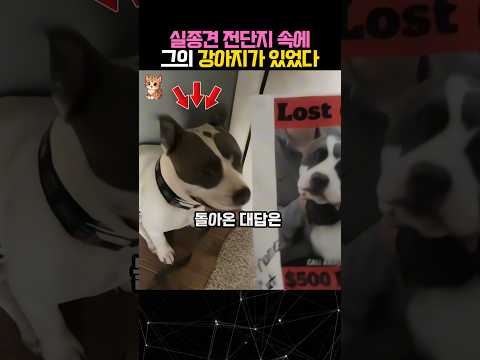 산책하다가 발견한 전단지에 자신의 강아지 얼굴이 있었다 #강아지 #동물 #dog thumbnail