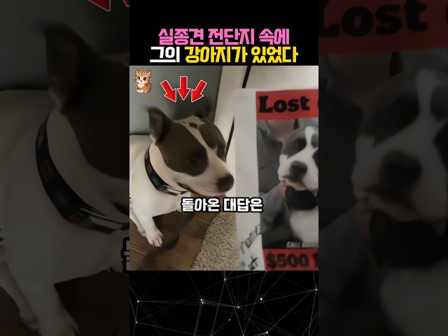 산책하다가 발견한 전단지에 자신의 강아지 얼굴이 있었다 #강아지 #동물 #dog