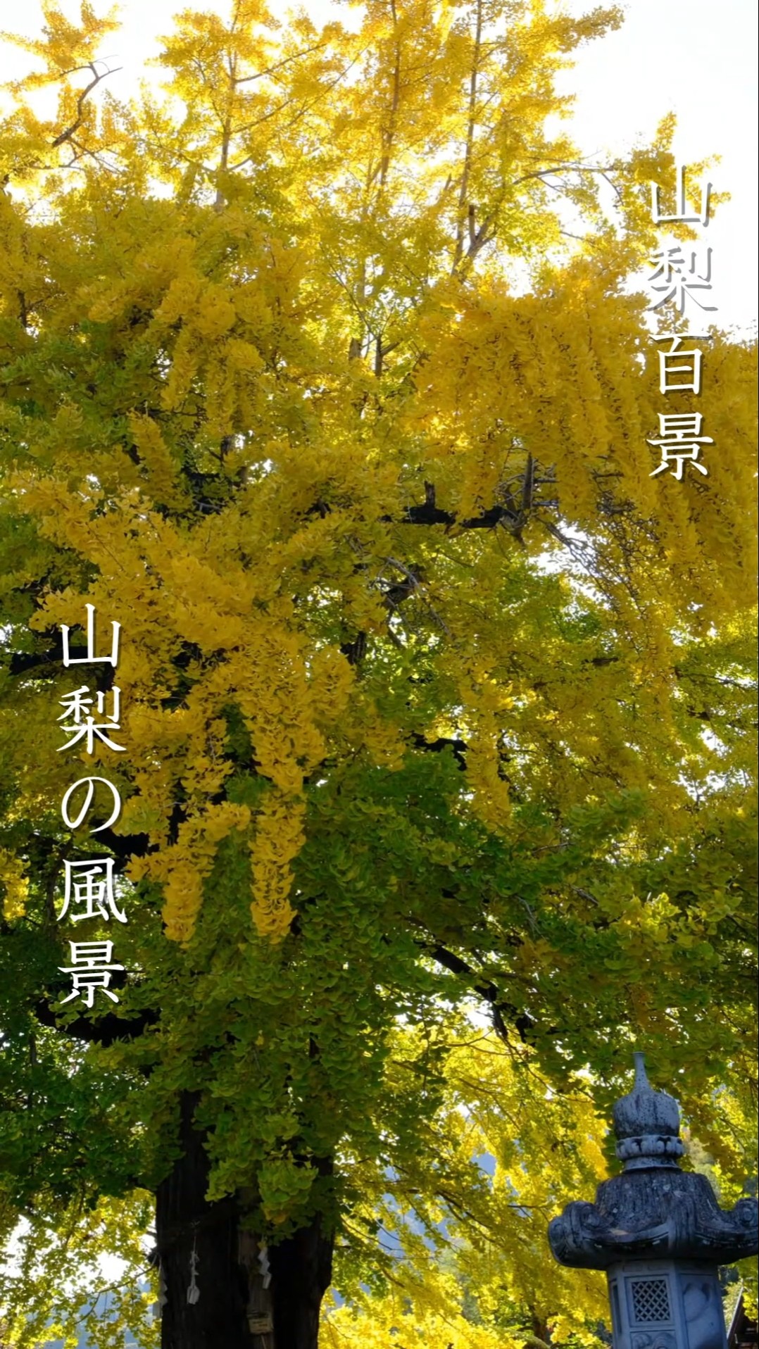 奇跡の紅葉】葉から銀杏がなる！樹齢700年 常福寺のオハツキイチョウ
