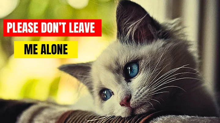 7 Things You Never Do this when you leave your cat