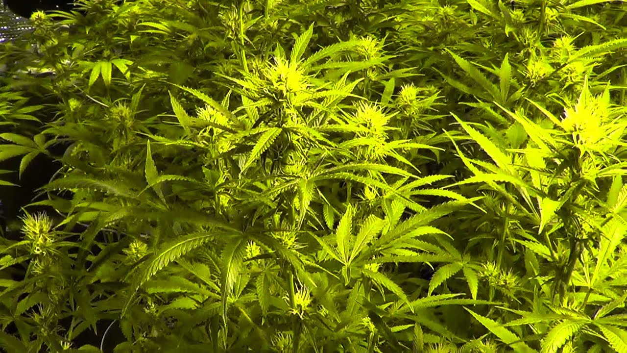 Day 22 flower, 4kw TGA garden featuring Qrazy Train, Jack The Ripper, Plushberry, and more!