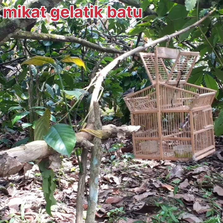 mikat gelatik batu