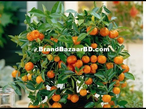 How to grow Chinese orange at Home | চাইনিজ মিষ্টি কমলা চাষ বাংলাদেশে