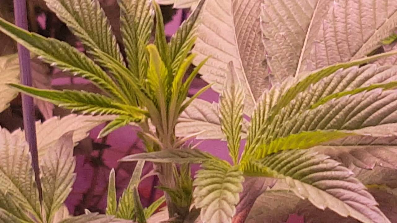 WEEKLY PERPETUAL DWC FLOWER UPDATE featuring HELLS ANGEL OG, EXODUS CHEESE and PURPLE VOODOO