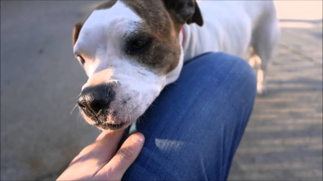 Jessie - A1070322 - Brooklyn ACC camera iphone 8 plus apk
