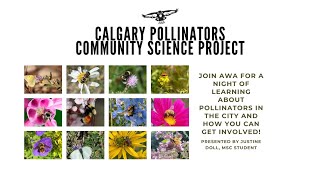 Community Science Project: Calgary Pollinators with Justine Doll