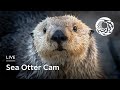 Live sea otter cam  monterey bay aquarium