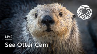 Live Sea Otter Cam  Monterey Bay Aquarium