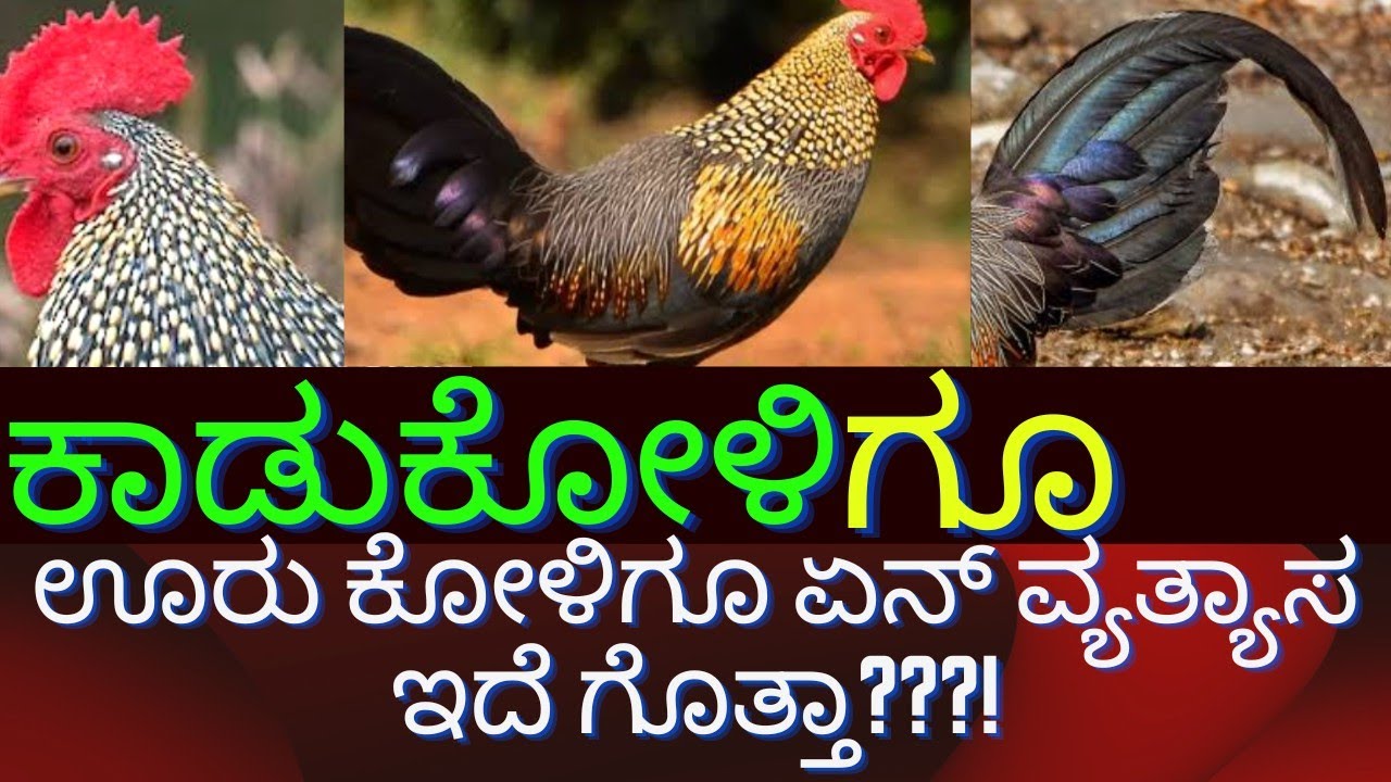 PART-1 ಕಾಡು ಕೋಳಿಗೂ ಊರು ಕೋಳಿಗೂ ಏನ್ ವ್ಯತ್ಯಾಸ??? Grey jungle fowl explanation
