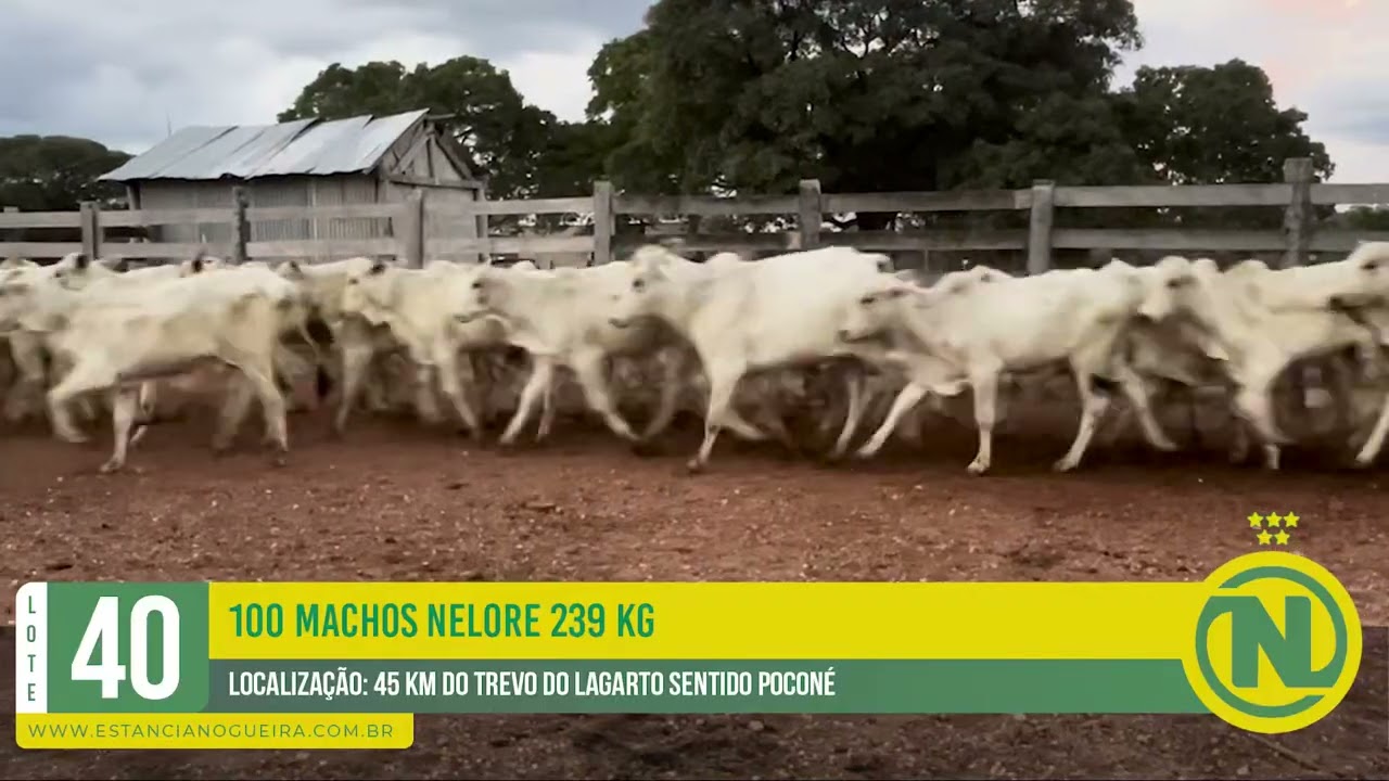 LOTE 40 - 100 MACHOS NELORE 239 KG