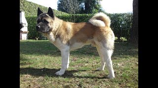 American Akita by PetsLand 7,150 views 4 years ago 7 minutes, 28 seconds