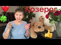 🔴 Сила по имени  - КОЗЕРОГ ( Чарли в кадре  )🔴 Сатурн предлагает поговорить