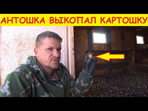 Деревенские будни / Выкопал картошку