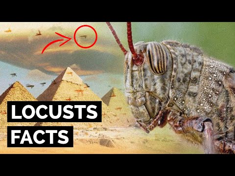 메뚜기에 관한 10가지 흥미로운 사실
